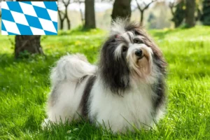 Lees meer over het artikel Havanezer fokkers en pups in Beieren