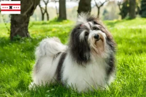 Lees meer over het artikel Havanezer fokkers en pups in Drenthe