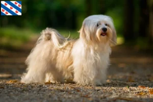 Lees meer over het artikel Havanezer fokkers en pups in Friesland