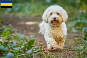 Lees meer over het artikel Havanezer fokkers en pups in Gelderland