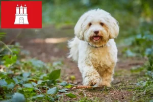 Lees meer over het artikel Havanezer fokkers en pups in Hamburg