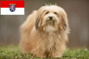 Lees meer over het artikel Havanezer fokkers en pups in Hessen