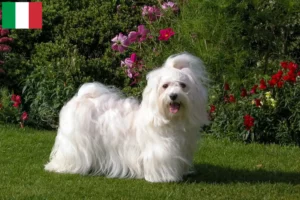 Lees meer over het artikel Havanezer fokkers en pups in Italië