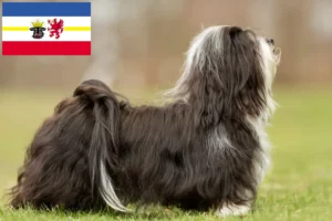 Lees meer over het artikel Havanezer fokkers en pups in Mecklenburg-Vorpommern