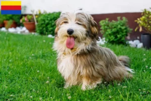 Lees meer over het artikel Havanezer fokkers en pups in Noord-Holland