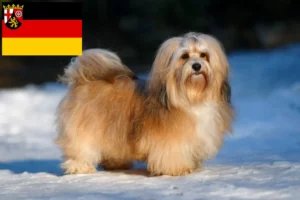 Lees meer over het artikel Havanezer fokkers en pups in Rijnland-Palts