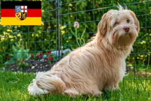 Lees meer over het artikel Havanezer fokkers en pups in Saarland