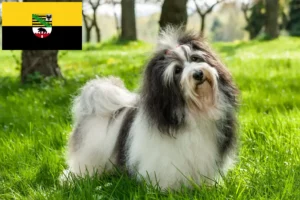 Lees meer over het artikel Havanezer fokkers en pups in Saksen-Anhalt