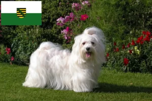 Lees meer over het artikel Havanezer fokkers en pups in Saksen