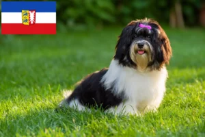 Lees meer over het artikel Havanezer fokkers en pups in Sleeswijk-Holstein