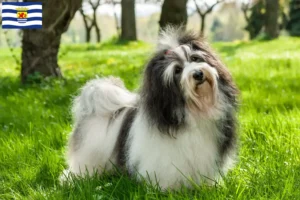 Lees meer over het artikel Havanezer fokkers en pups in Zeeland