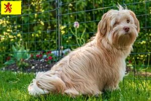 Lees meer over het artikel Havanezer fokkers en pups in Zuid-Holland
