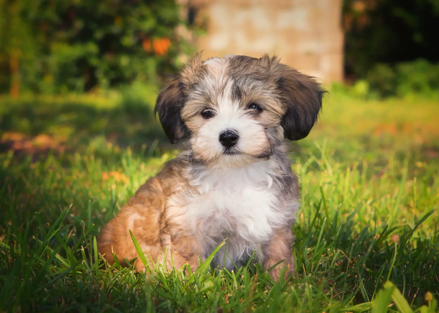 Een Havanezer puppy kopen betekent verantwoordelijkheid nemen! Havanezer puppy kopen.