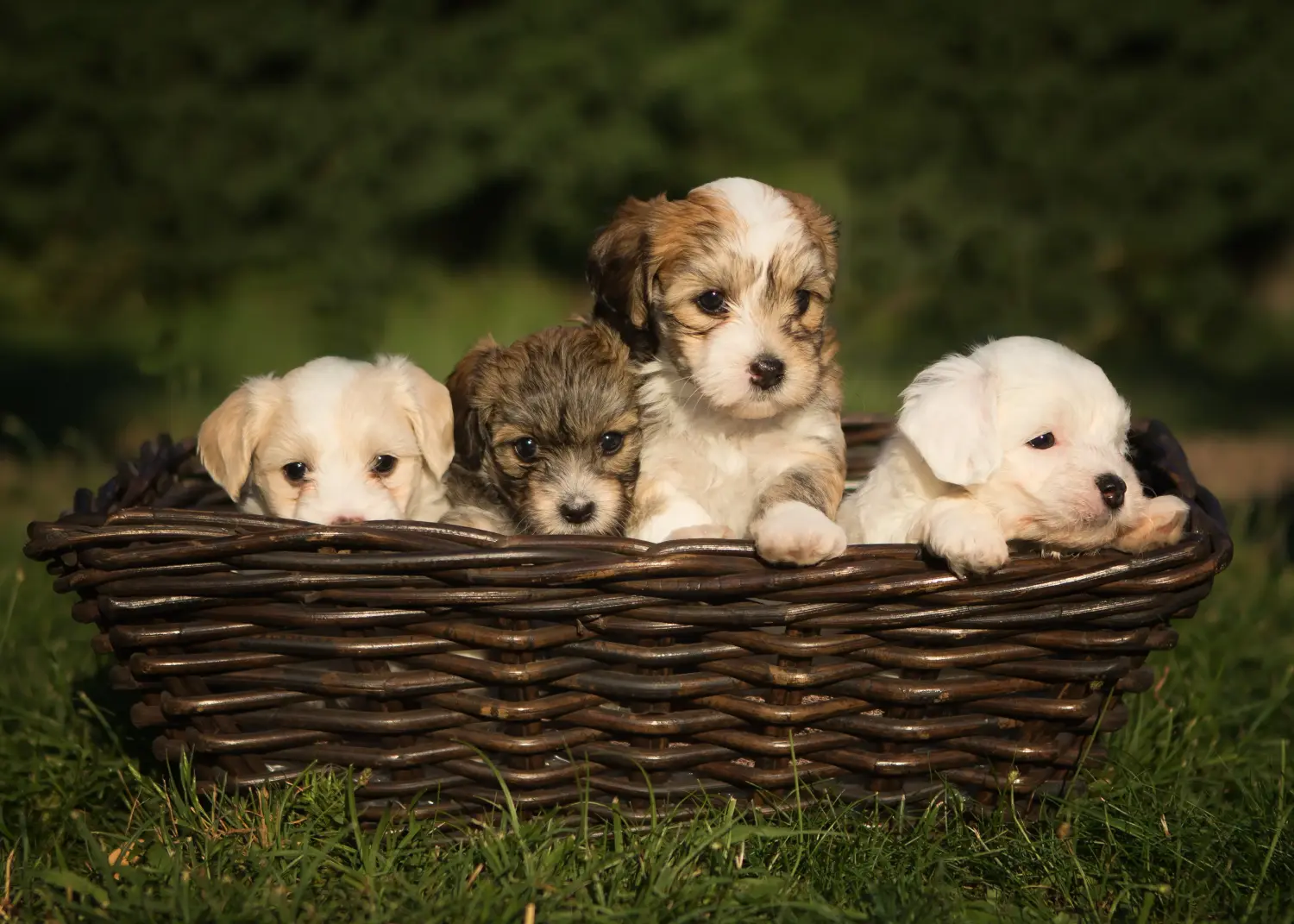 Een Havanezer puppy kopen betekent verantwoordelijkheid nemen! Havanezer puppy kopen.