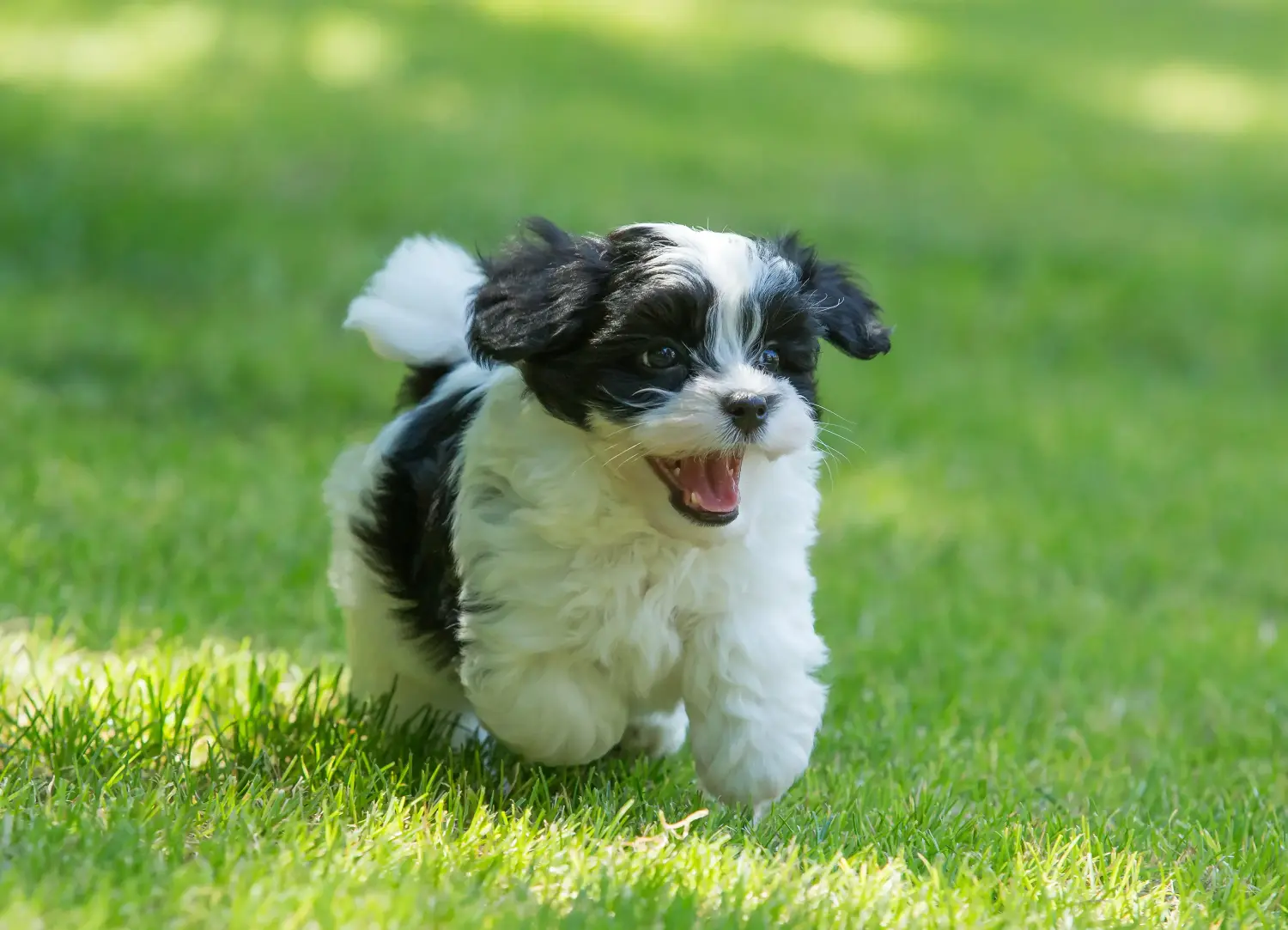 Een Havanezer puppy kopen betekent verantwoordelijkheid nemen! Havanezer puppy kopen.