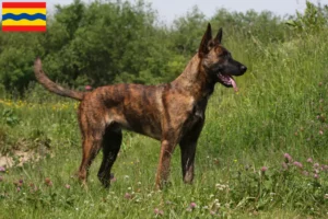 Lees meer over het artikel Hollandse Herdershond fokkers en pups in Overijssel