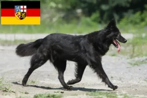 Lees meer over het artikel Hollandse Herdershond fokkers en pups in Saarland