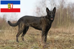 Lees meer over het artikel Hollandse Herdershond fokkers en pups in Sleeswijk-Holstein