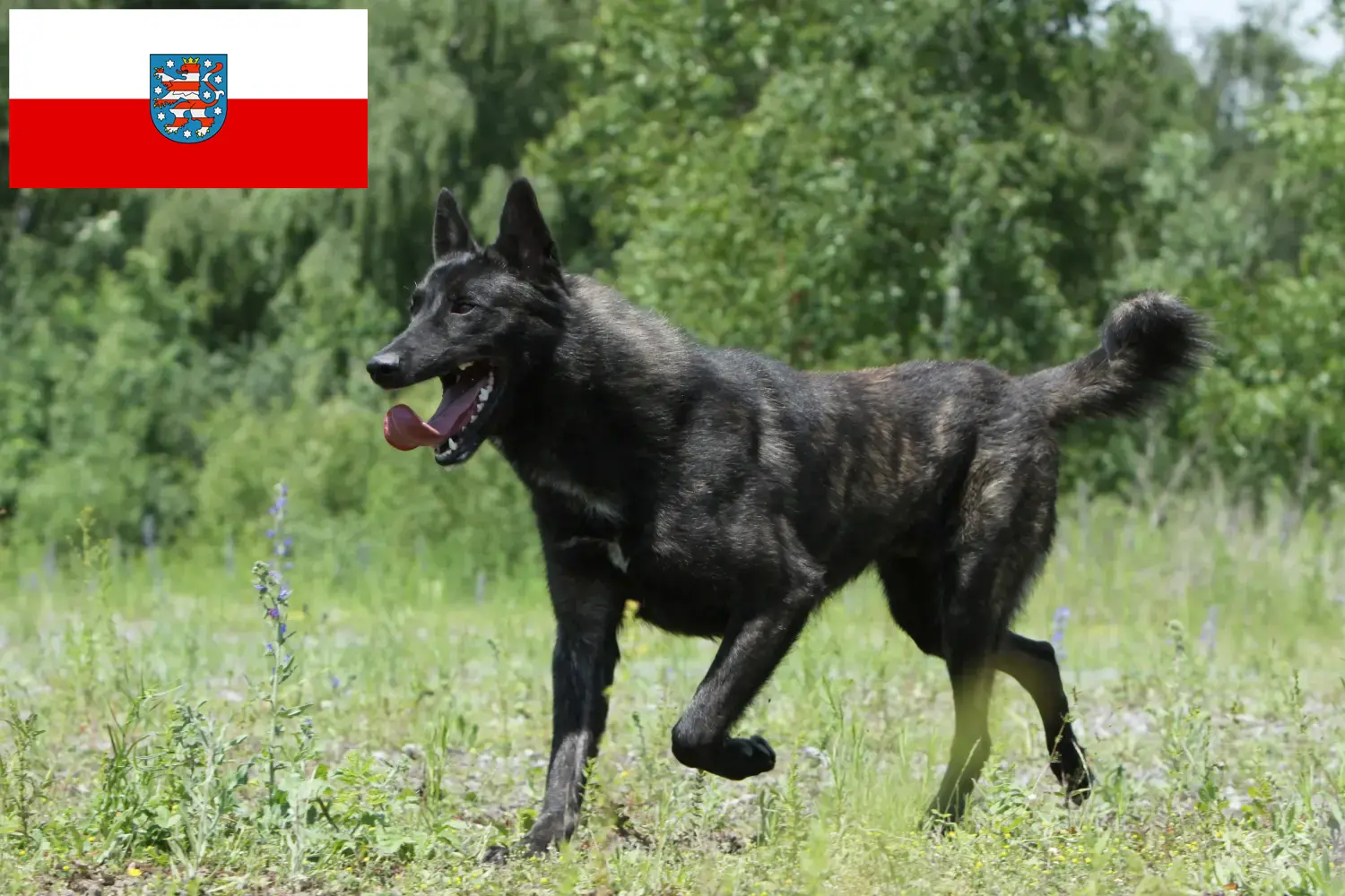 Hollandse Herdershond pups en fokkers Thüringen Hier vind je Nederlandse Herdershondenfokkers in Thüringen.