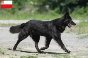 Lees meer over het artikel Hollandse Herdershond fokkers en pups in Utrecht