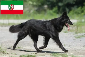 Lees meer over het artikel Hollandse Herdershond fokkers en pups in Noordrijn-Westfalen
