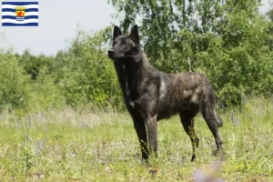 Lees meer over het artikel Hollandse Herdershond fokkers en pups in Zeeland