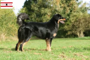 Lees meer over het artikel Hovawart fokkers en pups in Drenthe
