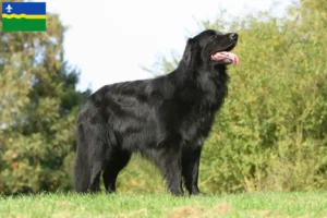 Lees meer over het artikel Hovawart fokkers en pups in Flevoland