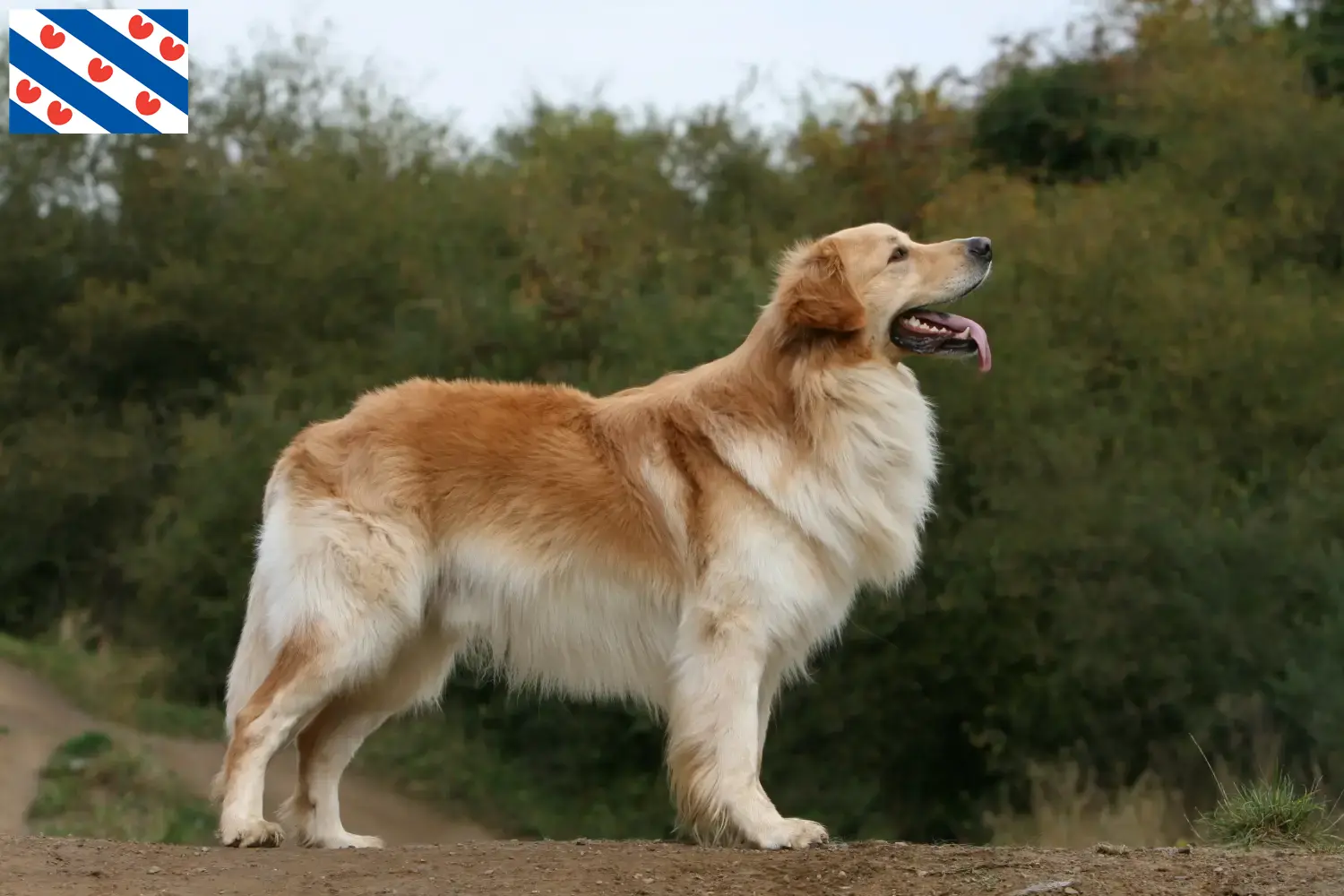 Hovawart pups en fokkers Friesland Hier vind je Hovawarts fokkers in Friesland.