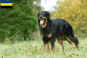 Lees meer over het artikel Hovawart fokkers en pups in Gelderland