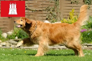 Lees meer over het artikel Hovawart fokkers en pups in Hamburg