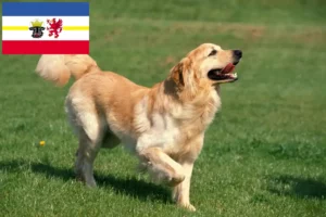 Lees meer over het artikel Hovawart fokkers en pups in Mecklenburg-Vorpommern
