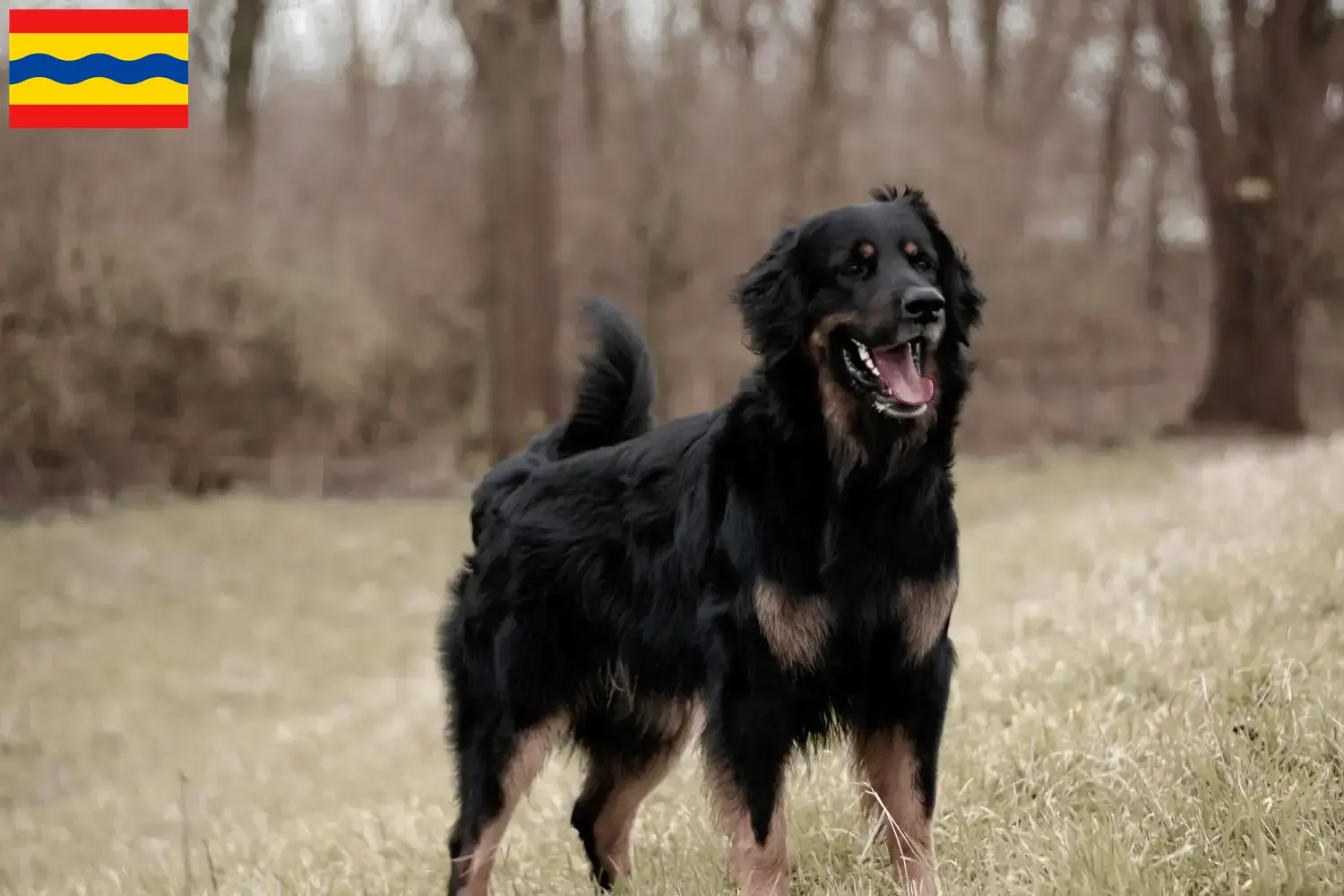 Lees meer over het artikel Hovawart fokkers en pups in Overijssel