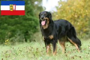 Lees meer over het artikel Hovawart fokkers en pups in Sleeswijk-Holstein