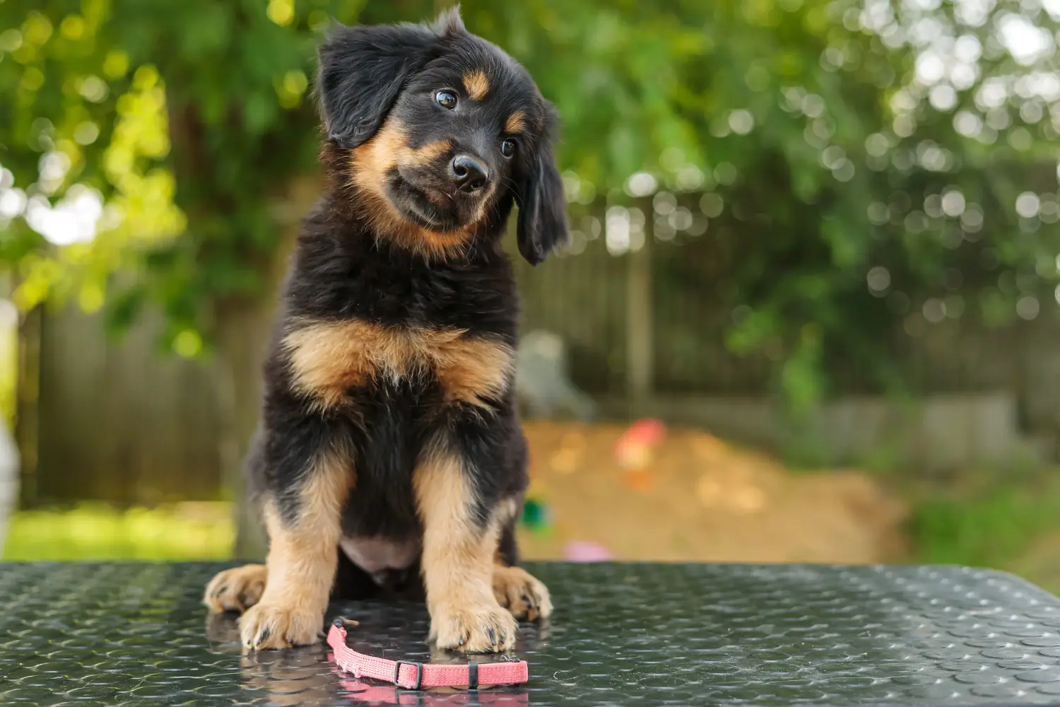 Een Hovawart puppy kopen betekent verantwoordelijkheid nemen! Hovawart puppy's kopen.
