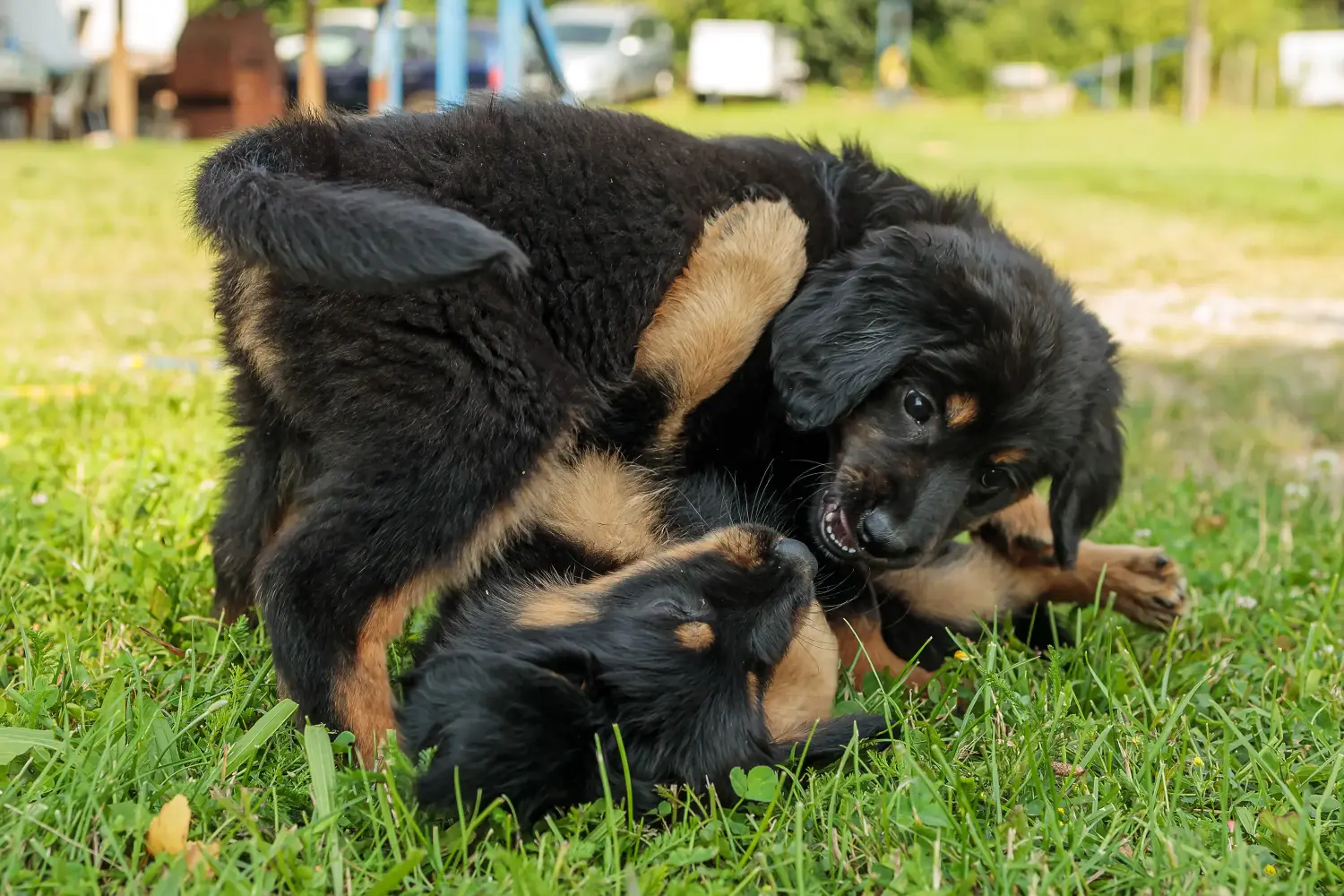 Een Hovawart puppy kopen betekent verantwoordelijkheid nemen! Hovawart puppy's kopen.