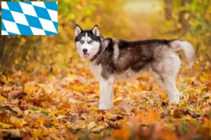Lees meer over het artikel Husky fokkers en puppies in Beieren