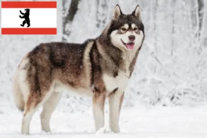 Lees meer over het artikel Husky fokkers en puppies in Berlijn