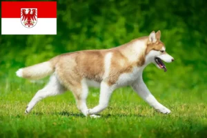 Lees meer over het artikel Husky fokkers en puppies in Brandenburg