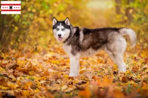 Lees meer over het artikel Husky fokkers en puppies in Drenthe