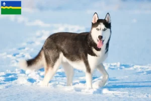 Lees meer over het artikel Husky fokkers en puppies in Flevoland