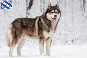 Lees meer over het artikel Husky fokkers en puppies in Friesland