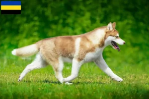 Lees meer over het artikel Husky fokkers en puppies in Gelderland