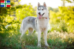 Lees meer over het artikel Husky fokkers en puppies in Groningen