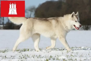 Lees meer over het artikel Husky fokkers en puppies in Hamburg