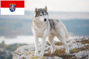 Lees meer over het artikel Husky fokkers en puppies in Hessen