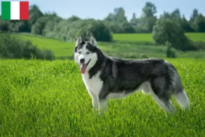 Lees meer over het artikel Husky fokkers en puppies in Italië