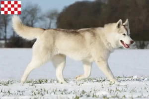 Lees meer over het artikel Husky fokkers en pups in Noord-Brabant