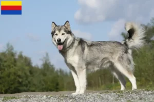 Lees meer over het artikel Husky fokkers en puppies in Noord-Holland