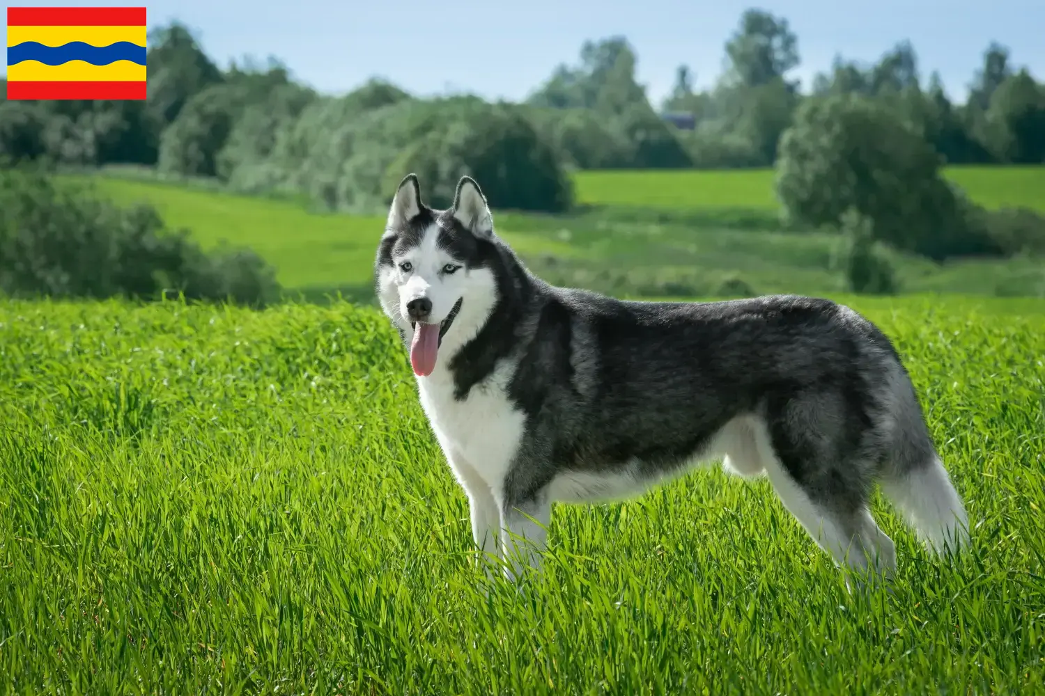 Lees meer over het artikel Husky fokkers en puppies in Overijssel
